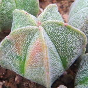 astrophytum myriostigma variegated