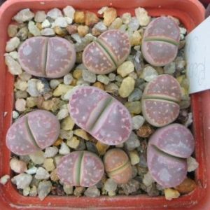 lithops red olive