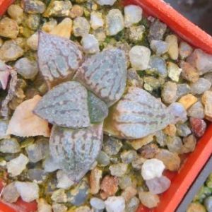 haworthia tricolor
