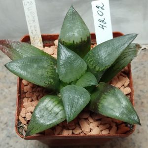 4202 Haworthia emelyae x comptoniana x sprinbokvlakensis
