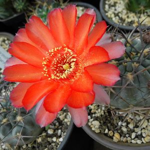 Acanthocalycium glaucum v. rubriflorum  -seeds-