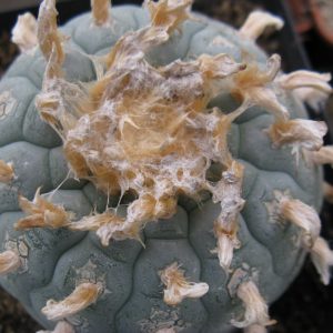 Lophophora decipiens M G насіння