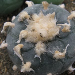 Lophophora viridiscens MZ1199 насіння