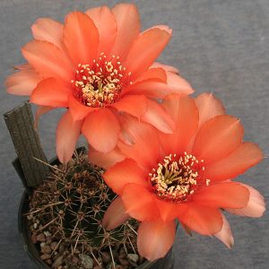 Lobivia  dobeana hybr. -seeds-