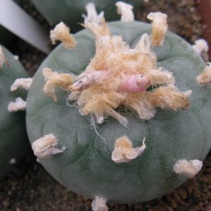 Lophophora lutea road n.120 Que насіння
