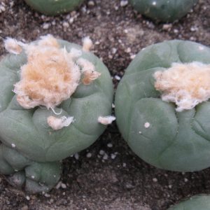 Lophophora diffusa v swobodae JJH0010296 насіння