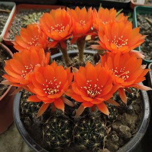 Lobivia arachnacantha f. nigra -orange- -seeds-