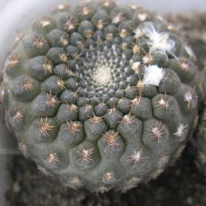 Theocephala pajonalensis RS2320 насіння