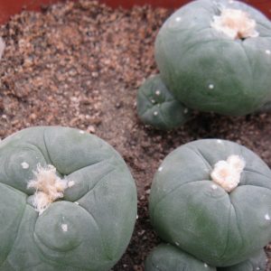 Lophophra echinata H.Kunzer насіння