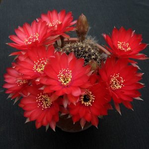 Lobivia arachnacantha f. nigra -red- -seeds-
