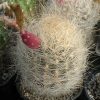 №157 Neoporteria gerocephala