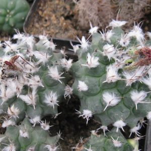 Turbinicarpus nickolae San Pedro насіння