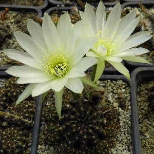 Lobivia arachnacantha v. torrecillasensis f. alba -seeds-