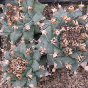 Turbinicarpus alonsoy RS546 насіння