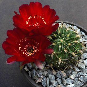 Lobivia cinnabarina draxleriana R 279 -seeds-
