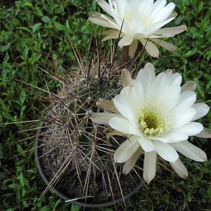 Lobivia ducis-pauli -seeds-