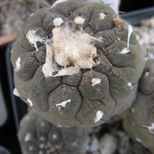 Copiapoa hypogaea cv Lizar Skin насіння