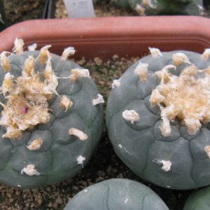 Lophphora fricii San Pedro насіння
