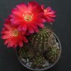 20 Lobivia echinata 15шт.-25грн. 20 Lobivia echinata 15шт.-25грн.