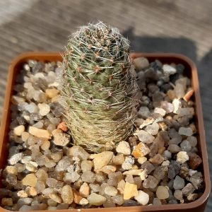 Mediolobivia pygmaea v.dersiana RH330