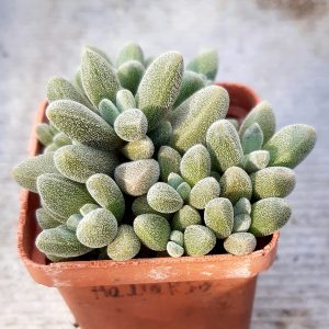 Crassula namaquensis
