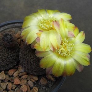 Lobivia famatimensis -seeds-