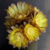 22 Lobivia famatimensis v.bonnieae VG 1228. 10шт.-35грн. 22 Lobivia famatimensis v.bonnieae VG 1228. 10шт.-35грн.