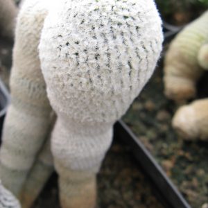 Thelocephala chalensis RS2317 насіння