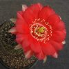 25 Lobivia haematantha R 165. 15шт.-35грн.
