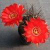 25 Lobivia haematantha R 165__