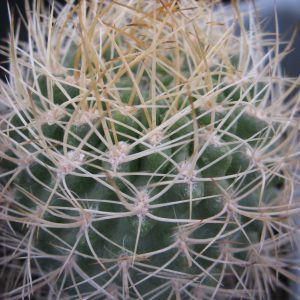 Neoporteria eriosycoides RS1360 насіння