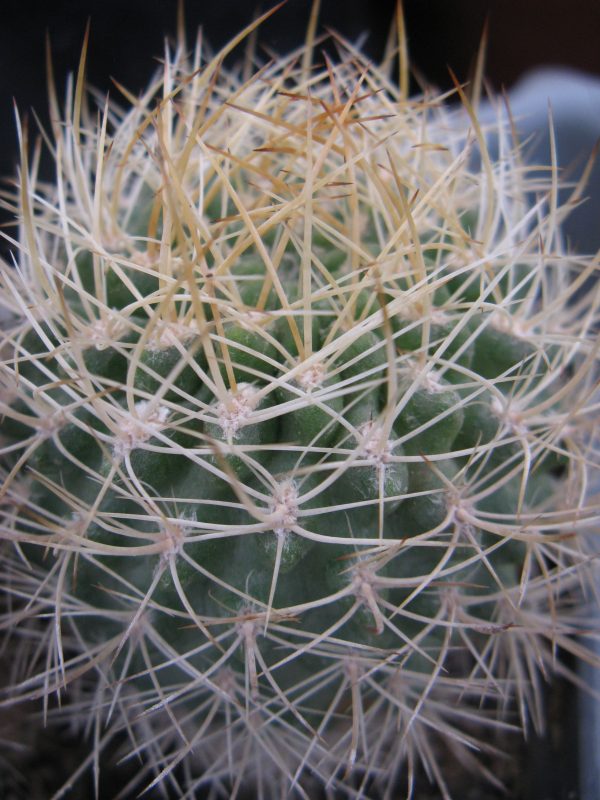26