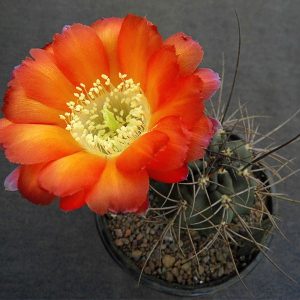 Lobivia haematantha v. hualfinensis WR 146 -seeds-