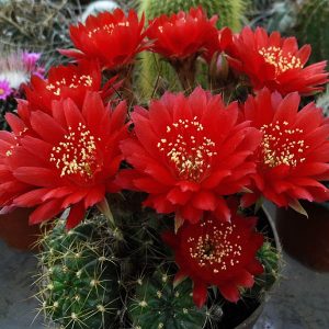 Lobivia hertrichiana f. binghamiana -seeds-
