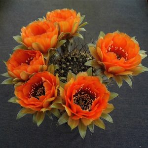 Lobivia jajoiana (1) -seeds-
