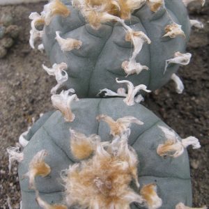 Lophphora williamsii SB418 насіння