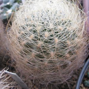 Neoporteria gerocephala насіння