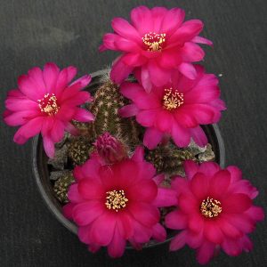 Chamaelobivia x lobivia (різні) -seeds-