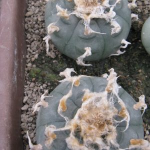 Lophophora williamsii San Antonio насіння