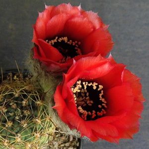 Lobivia jajoiana caspalasensis VG  1373 Maimara  -seeds-