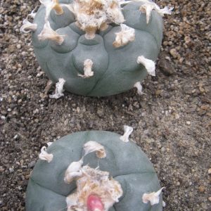Lophophora williamsii RS080 насіння