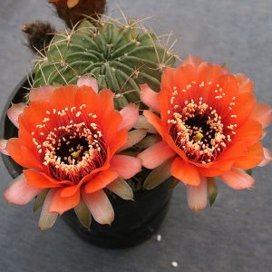 Lobivia jajoiana caspalasensis VG 619 Rio Hornos -seeds-