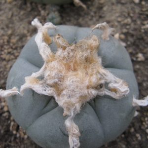 Lophophora williamsii VZD035 насіння