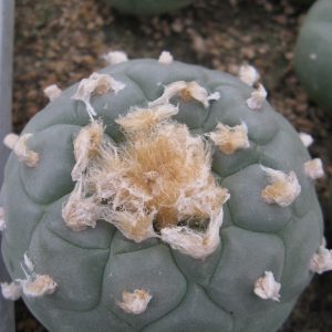 Lophophora fricii El Amparo насіння