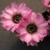 34 Lobivia jajoiana cv. Anemone (2) 15шт.-75грн.