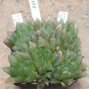 357 Haworthia cooperi var. pilifera весь горшик , це сіянці вік пять років 8 - 10 рослин