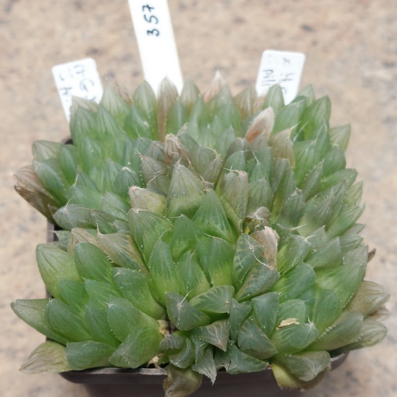 357 Haworthia cooperi var. pilifera весь горшик , це сіянці вік пять років 8 - 10 рослин