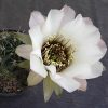 36 Lobivia jajoiana cv. Anemone (4) 15шт.-75грн.