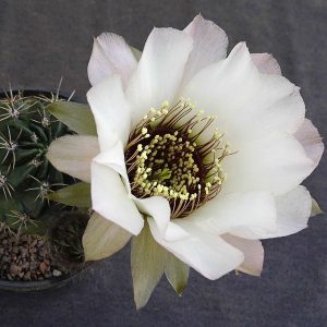 Lobivia jajoiana cv. Anemone (4)  -seeds-