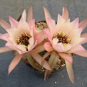 Lobivia jajoiana cv. Anemone (5)  -seeds-